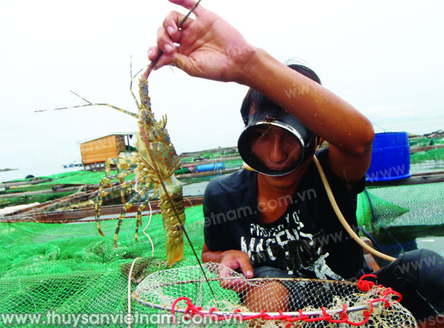 Lưu ý khi điều trị bệnh sữa cho tôm hùm