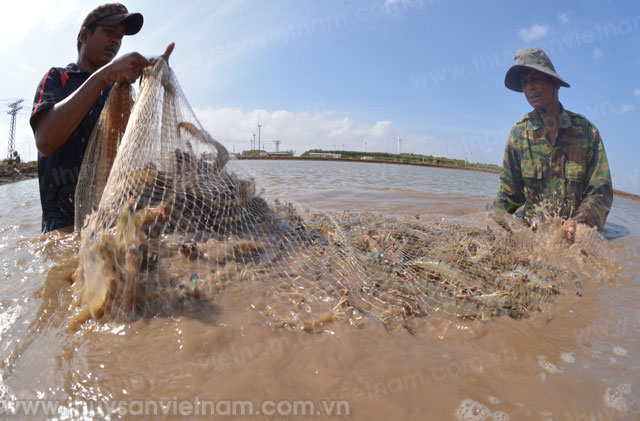 Nuôi tôm nước lợ vùng ĐBSCL: Quy hoạch để phát triển