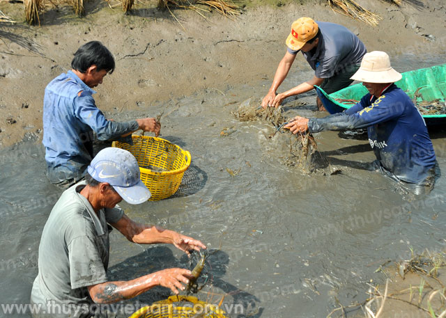 Cà Mau: Xây dựng chứng nhận quốc tế về nuôi tôm sinh thái