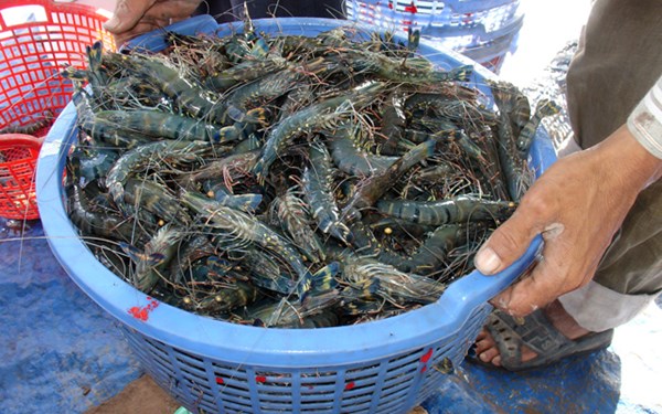 Đồng Nai: Tôm sú rớt giá mạnh