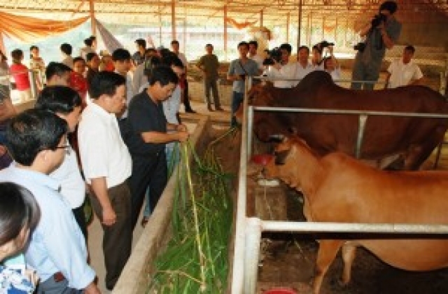 Phát triển đại gia súc miền núi phía Bắc