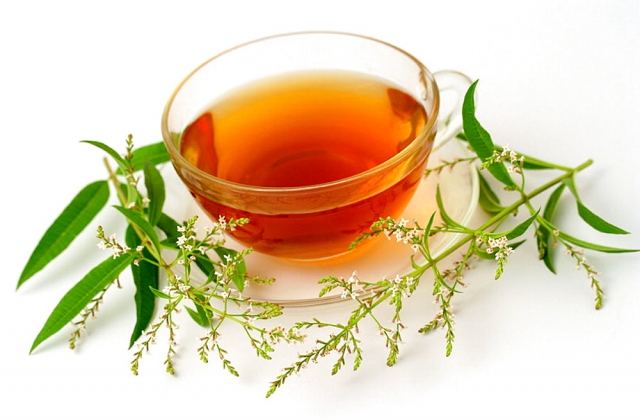 Cỏ roi ngựa giúp cá chống lại nhiễm trùng