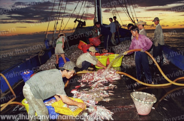 Bà Rịa - Vũng Tàu: Phát triển lâu dài hoạt động khai thác hải sản