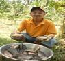 Thu nhập cao nhờ nuôi cá rô