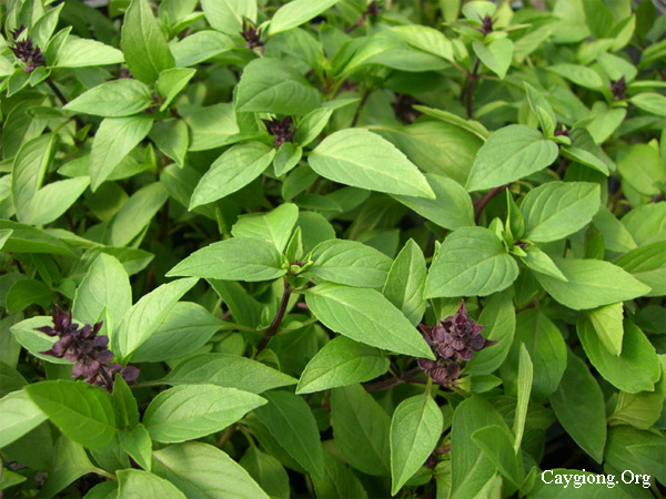 Húng quế còn gọi là húng giổi hay é tía, có tên khoa học Ocimum basilicum L, thuộc chi Ocimum.
