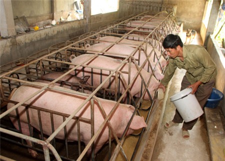 Đồng Nai: Sản lượng heo hơi tăng hơn 40 ngàn tấn