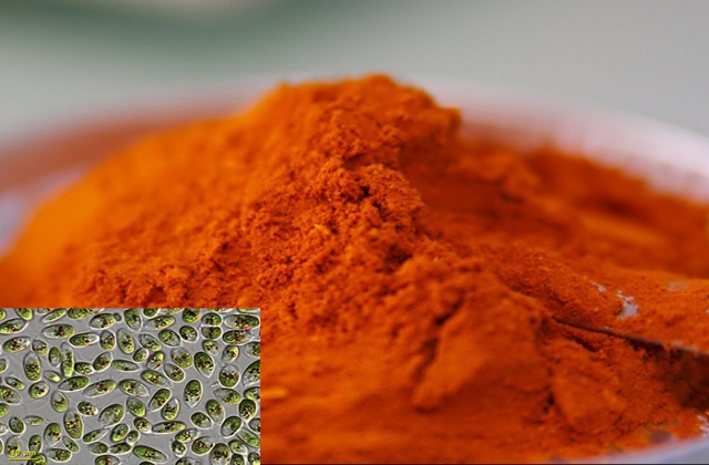Bột tảo Dunaliella sp. tăng tỷ lệ sống của tôm thẻ