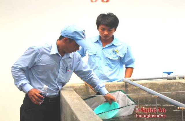 Nghệ An: Hơn 1,2 tỷ con giống cho vụ tôm mới