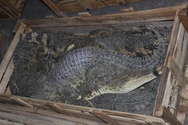 Bắt giữ hơn 1.000 con cá sấu không rõ nguồn gốc tại Móng Cái