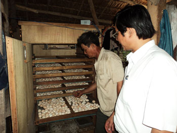 Mô hình nuôi gà ác hiệu quả cao của nông dân Hòa Lộc