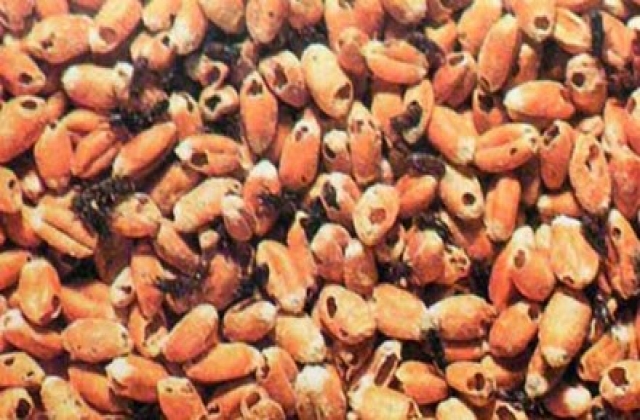 Ngừng nhập lạc từ Senegal do nhiễm mọt nguy hiểm
