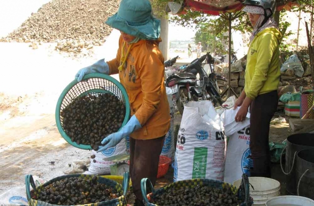 Nông dân có thêm thu nhập nhờ bắt ốc bươu vàng