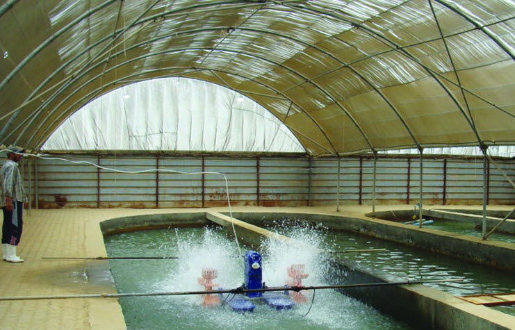 Mexico: Kéo dài thời gian ương tôm trong hệ thống raceway