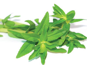 Kỹ thuật trồng rau ngổ