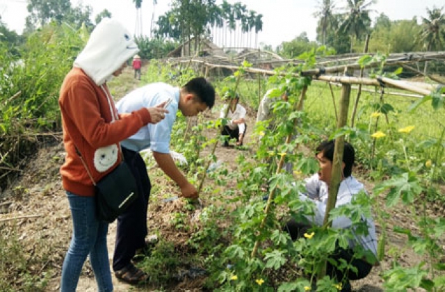 Hiệu quả mô hình ủ phân hữu cơ bằng bèo lục bình