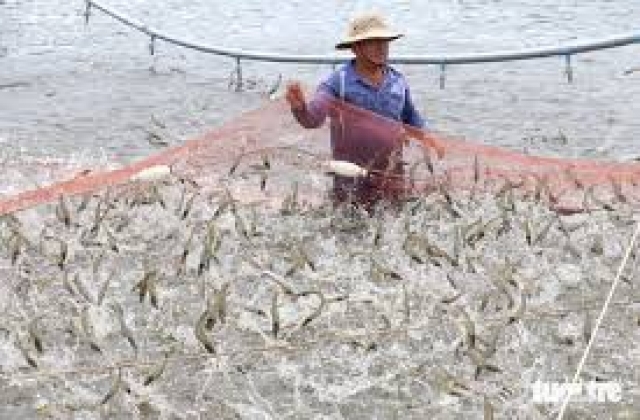 Bến Tre đầu tư hơn 500 tỉ đồng cho vùng nuôi tôm công nghệ cao