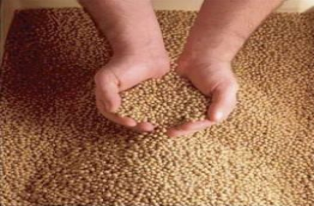Dừng nhập thức ăn chăn nuôi