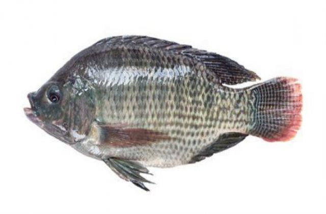 FAO cảnh báo về Virus Tilapia Lake (TiLV)