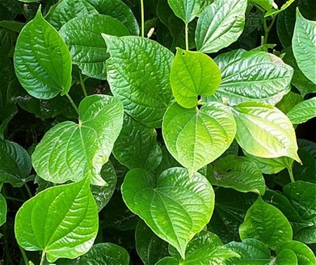 Kỹ thuật trồng lá lốt