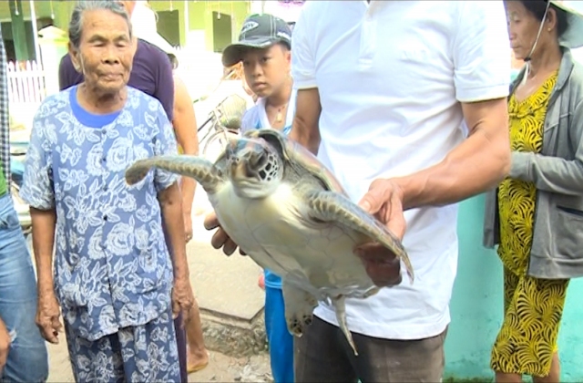 Ngư dân Tam Thanh thả một cá thể đồi mồi quý hiếm về môi trường biển