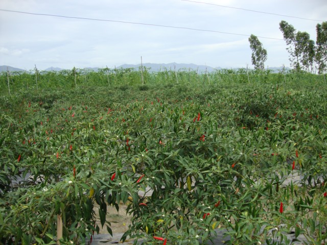 Anh hai Trọng vượt khó