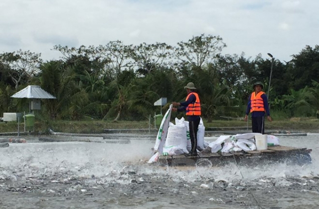 Trà Vinh: Quy hoạch chi tiết nuôi, chế biến cá Tra