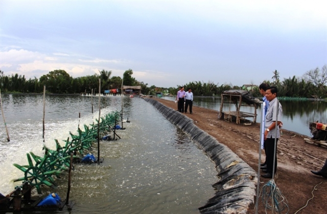 Long An: Con tôm chịu trận ô nhiễm