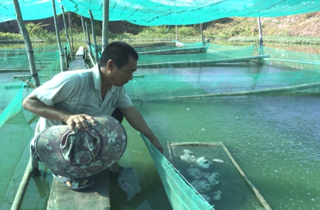 An Giang: Không ngồi chờ lũ về, nông dân