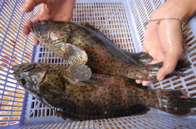 Hà Tĩnh: Thu hoạch cá mú đợt đầu tiên tại vùng nuôi Thạch Lạc