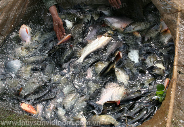 Hội Nghề cá Thừa Thiên - Huế: Tăng cường phòng bệnh và chăm sóc ao nuôi