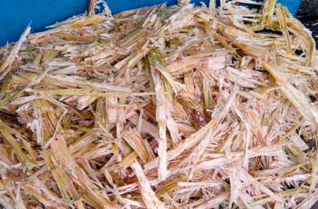 Khởi nghiệp từ dự án bột bã mía nuôi tôm