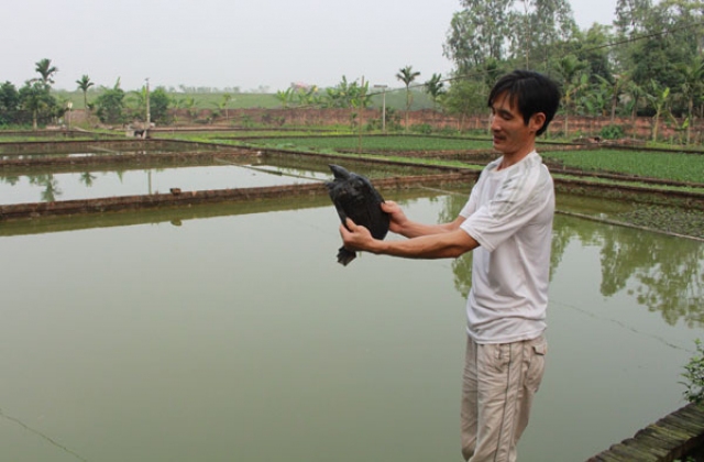 Thu nhập cao nhờ “hiểu” ba ba