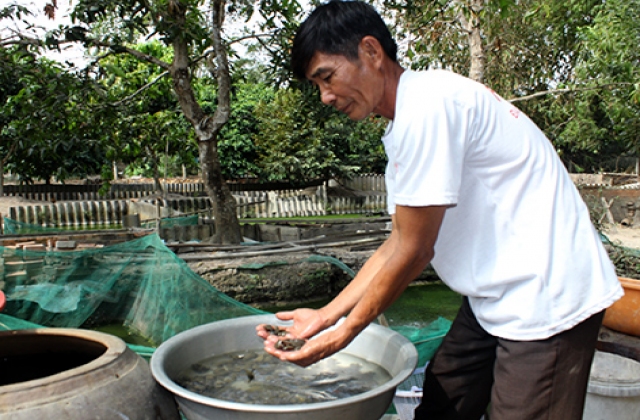 Thu nhập cao từ ba ba giống