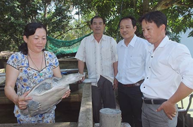Hậu Giang: Sốt hàng cua đinh, ba ba