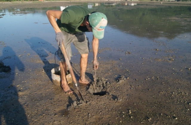 Kỹ thuật nuôi hải sâm trắng