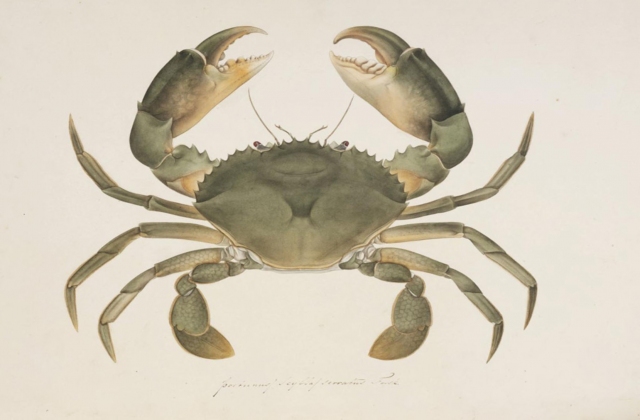 Bệnh do virus trên cua (Scylla spp.)