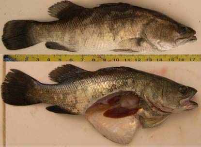 Bệnh “cá ngủ” do Iridovirus ở cá biển