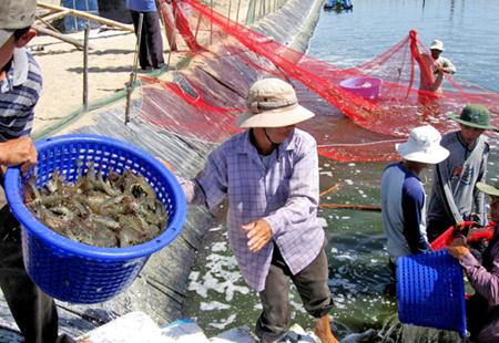 Cá rô phi giúp khống chế bệnh hoại tử gan tụy cấp ở tôm