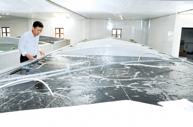Bí quyết nuôi tôm chắc thắng: Giảm kháng sinh, tăng chế phẩm