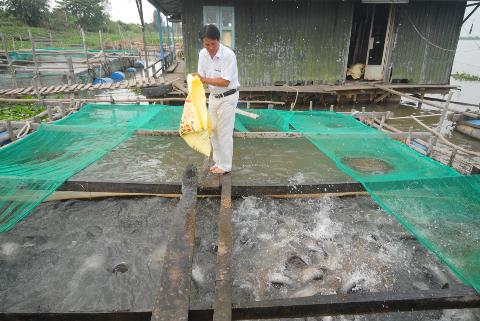 Kỹ thuật nuôi cá thát lác