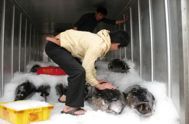 Xuất khẩu cá ngừ sang Trung Quốc tăng vọt