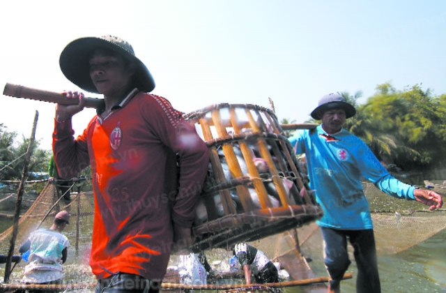 Ngành cá tra ở một tỉnh điển hình