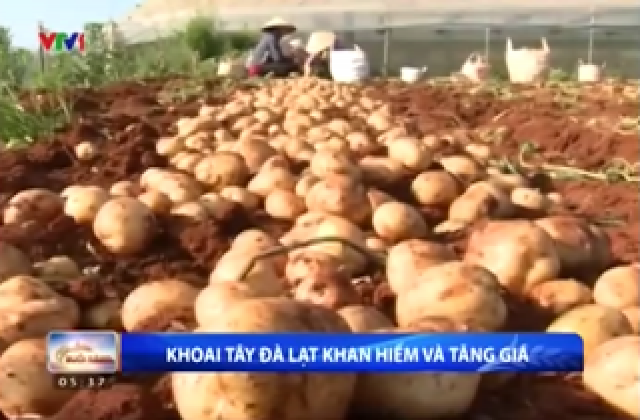 Khoai tây Đà lạt khan hiếm và tăng giá