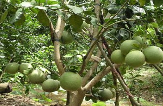 Làm giàu từ mô hình trồng Bưởi da xanh