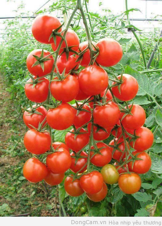Kỹ thuật trồng và bón phân cho cây cà chua