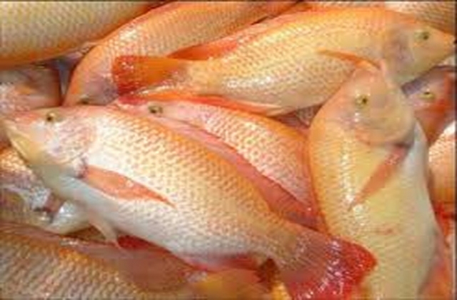 Gian lận chứng thư xuất khẩu cá điêu hồng sang Úc?