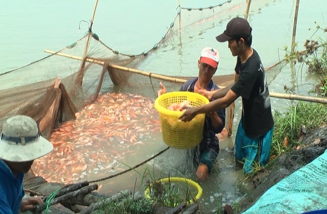 Đồng Tháp: Cá điêu hồng giống giảm giá