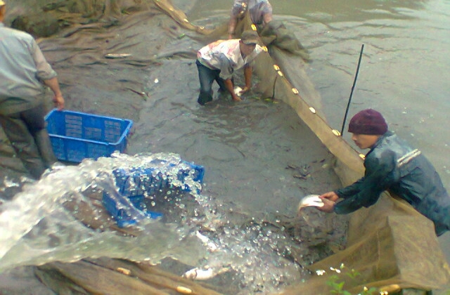 Hải Phòng: Thiệt hại gần 9 tấn thủy sản thương phẩm và 113 vạn tôm giống