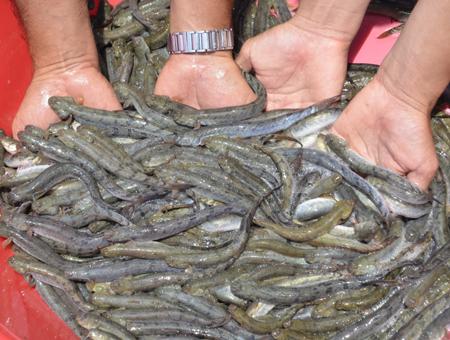 Khai thác vô tội vạ cá kèo giống