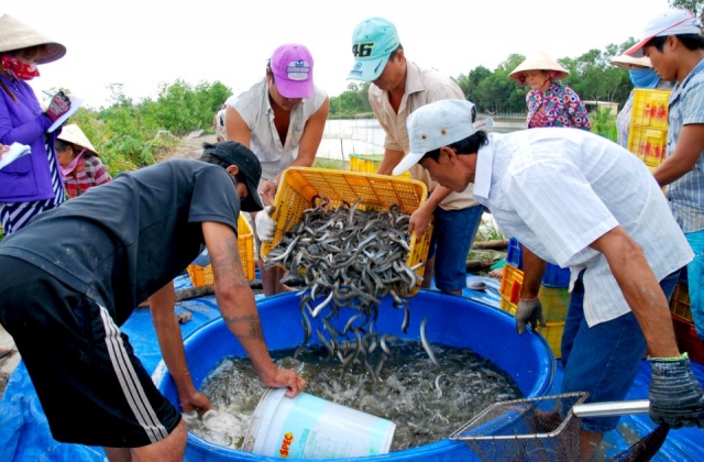 Thảm cảnh cá kèo rớt giá